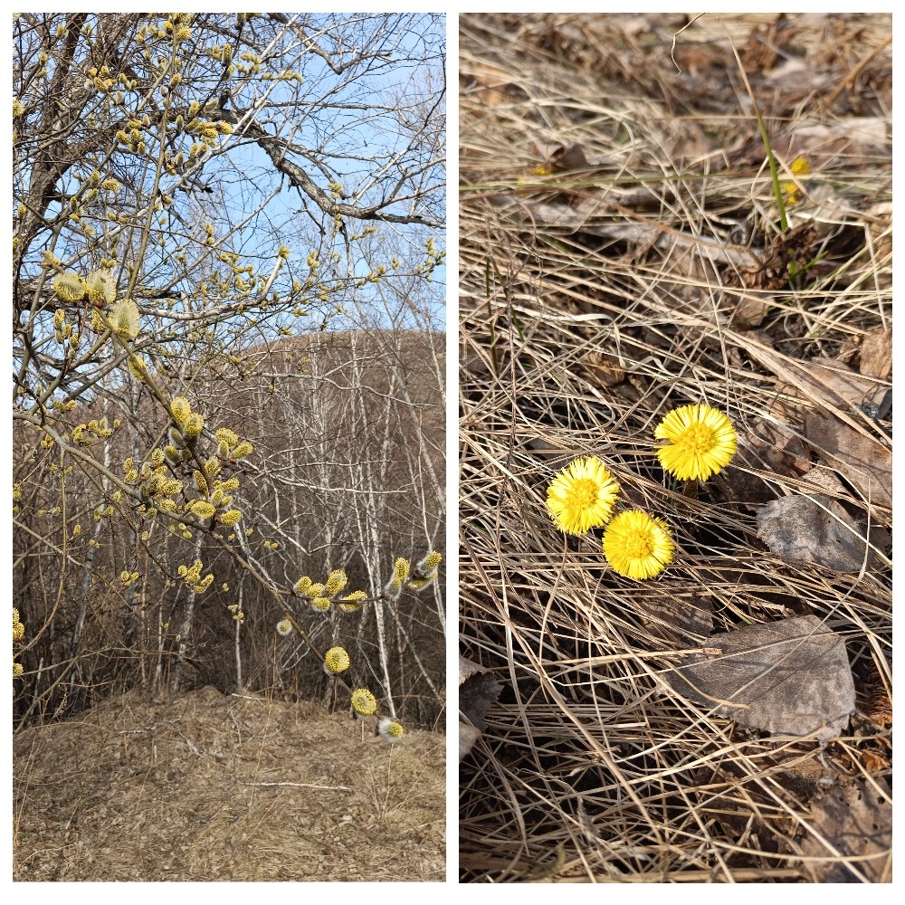 Цветение вербы и мать-и-мачехи