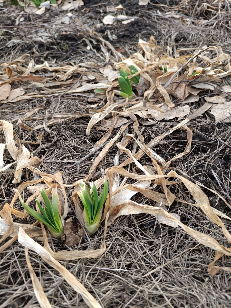 Ирисы сибирские