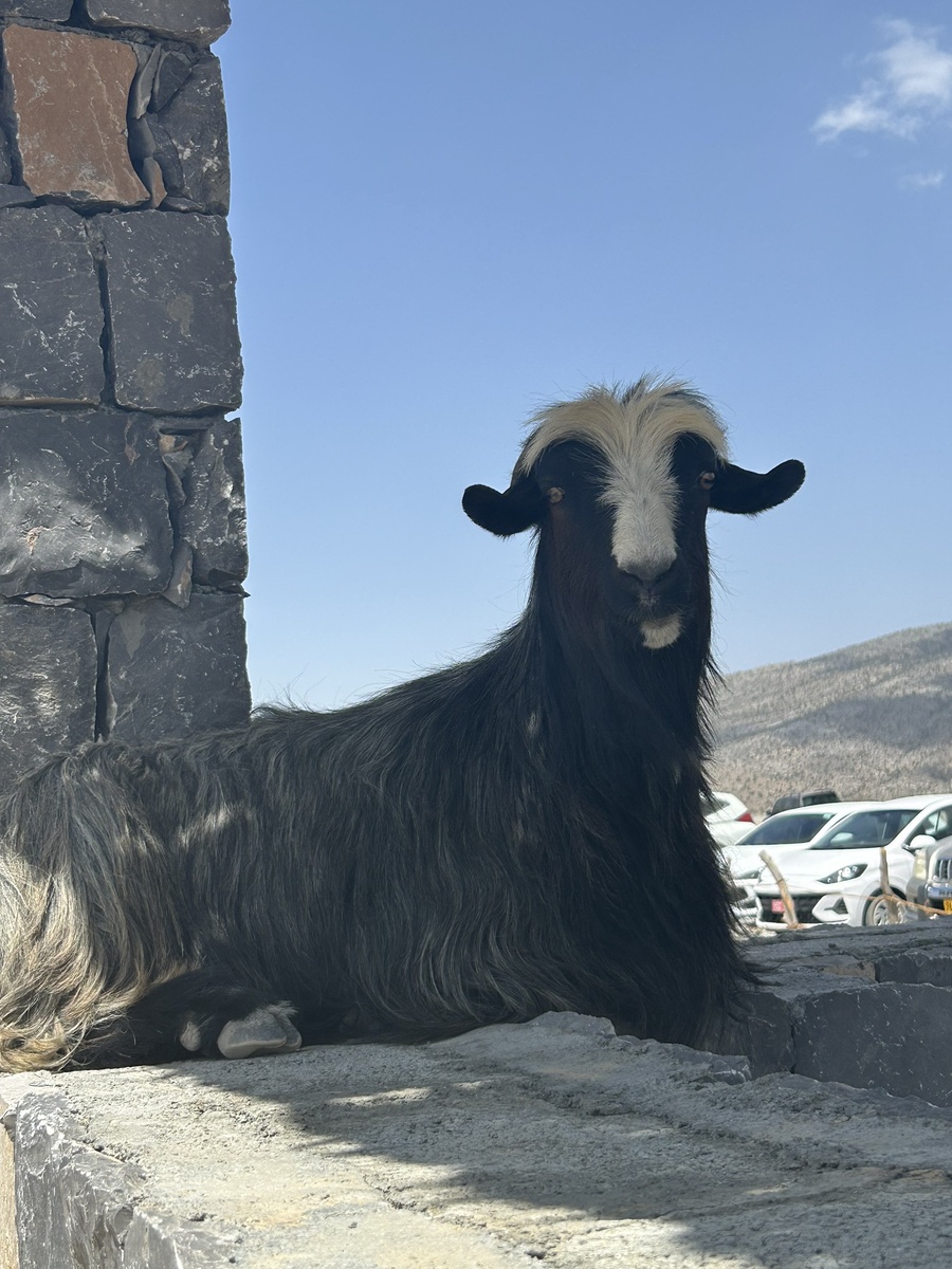 Очень фотогеничная коза на высоте 3000 м