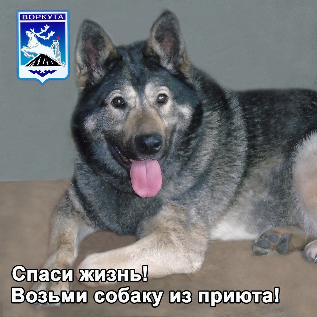 Когда-то я сделала это фото чтобы рекламировать ее. Ее нет уже 6 лет, но это фото может послужить отличным лозунгом для спасения жизней других животных. 