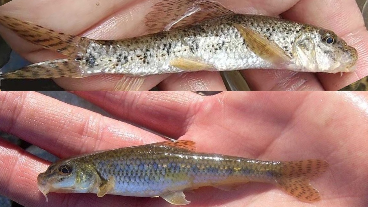 Сверху лжепескарь снизу пескарь обыкновенный