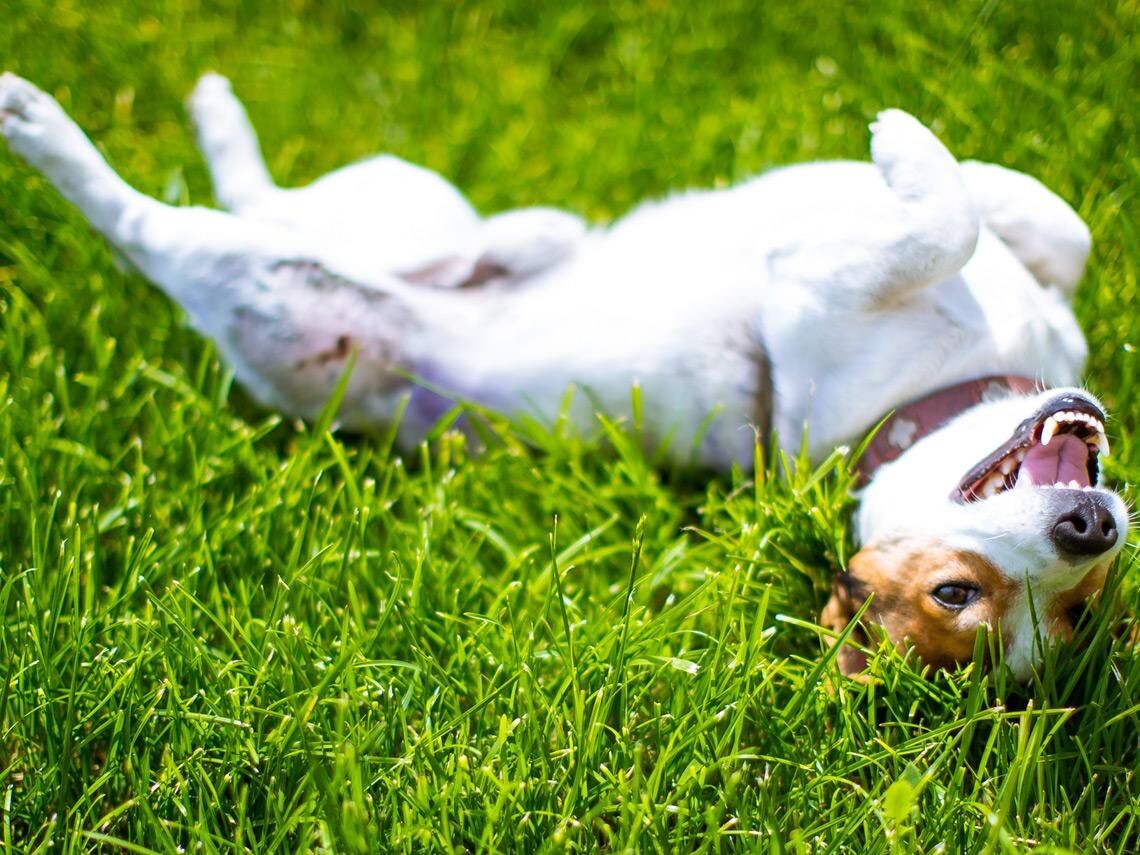 источник фото: https://i.pinimg.com/originals/73/3a/cf/733acf72317a93ea5cf93607526d1179.jpg