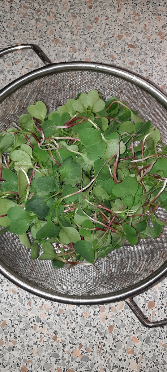 Проредила редиску. Как думаете, куда я дену эти ростки? 😉😁