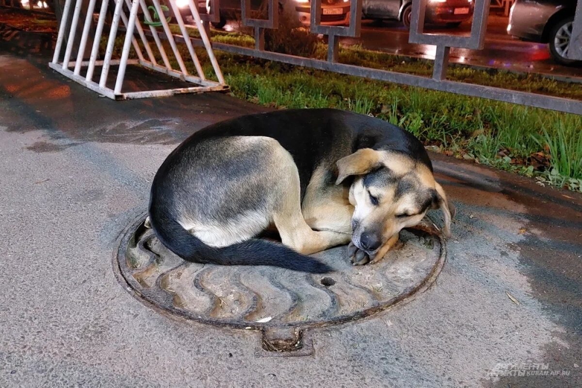    В Краснодаре открылся муниципальный приют для бездомных собак