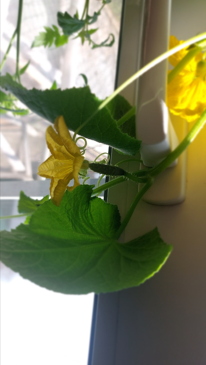 Огуречки растут