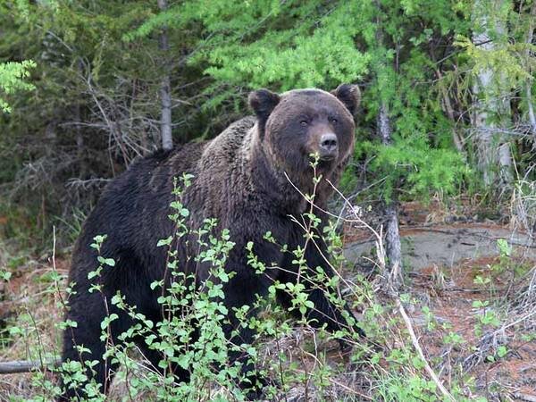 
В следующий раз приложим наше фото. Постараемся сделать селфи, прежде чем оказаться съеденными)