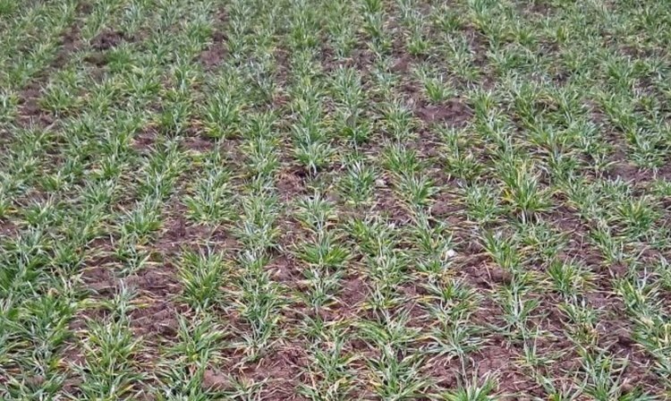    Сколько питательных микроэлементов в озимых можно проверить листовой диагностикой