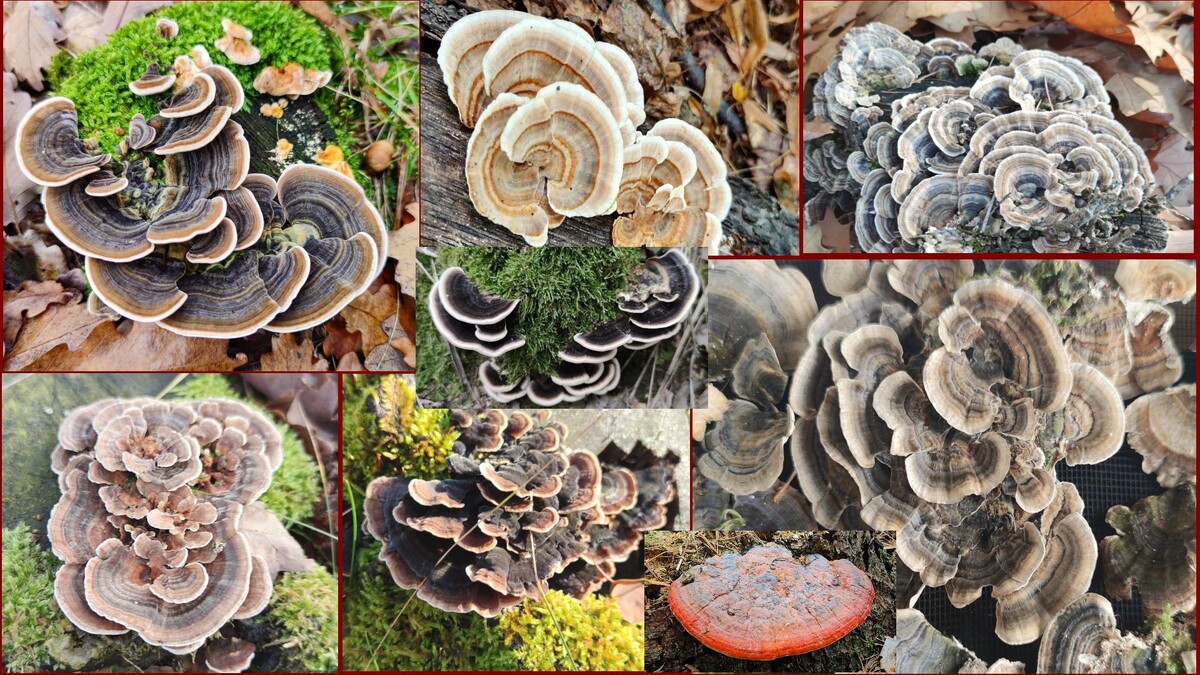 Trametes versicolor и рейши (все фото автора, кроме помеченных "ИИ")
