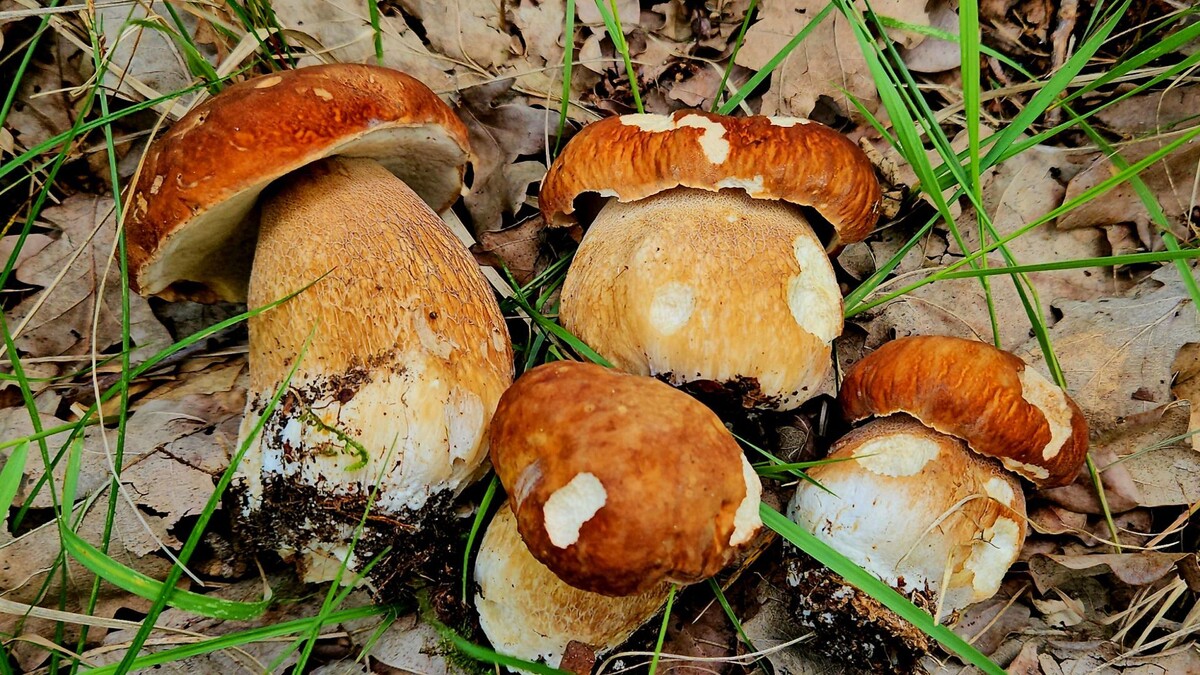 Белый гриб - Boletus edulis