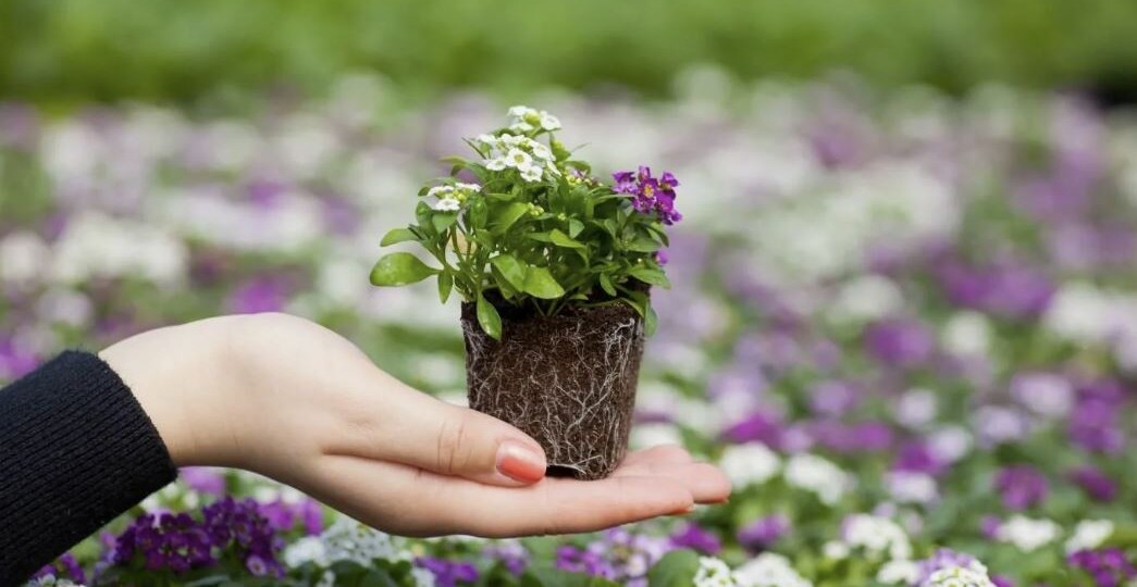 Какие цветы можно сеять сразу в открытый грунт