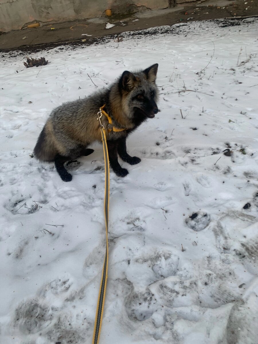 Ирис обожает снег и ненавидит асфальт, избегая его участки 