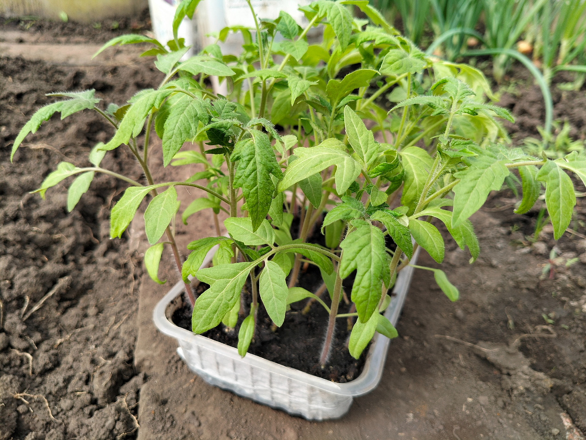 Фото автора Помидоры