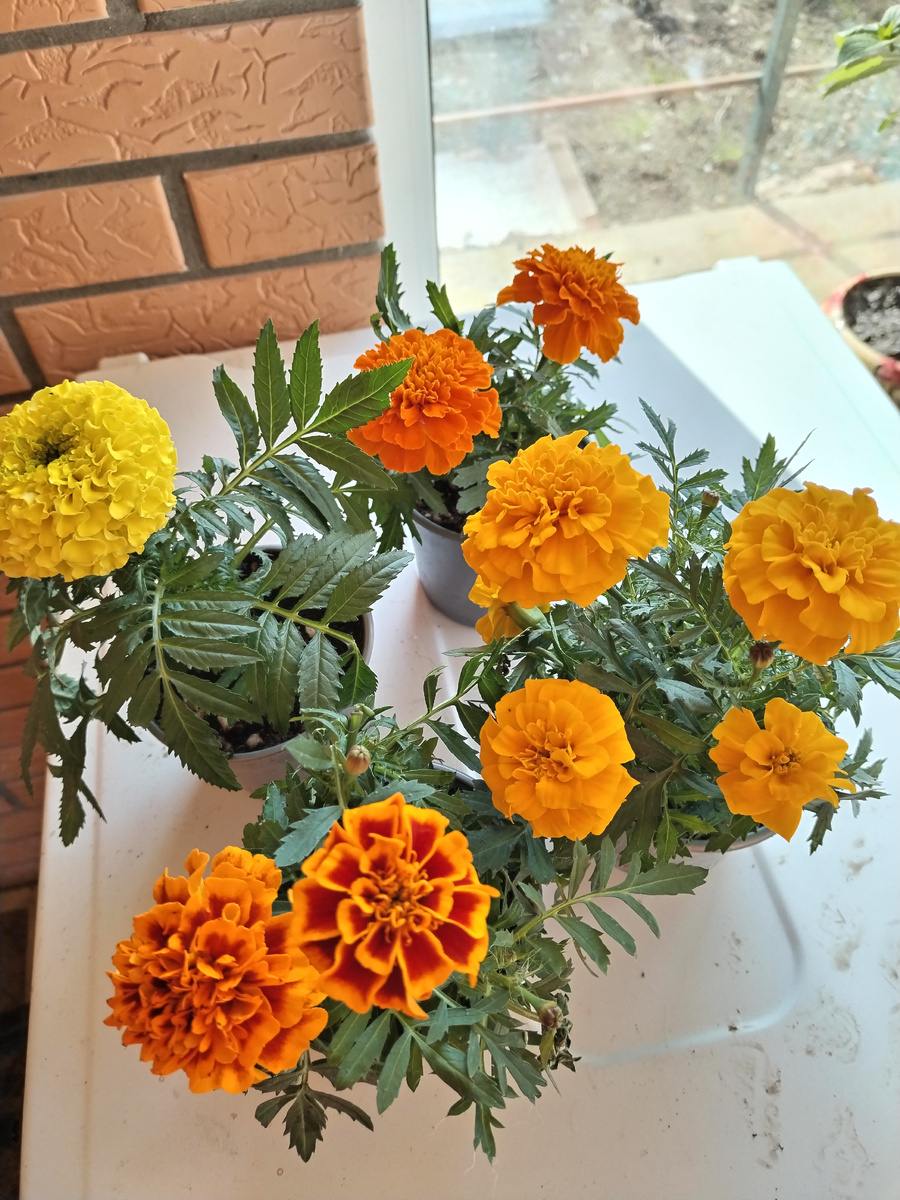 Всем доброго времени суток! Наконец то к нам на юг пришла настоящая весна, светит солнце, тепло, цветут деревья которые пережили крайний апрельский снег, немного портит весеннюю картину сильный ветер, если бы не он,  было вообще все норм!                        