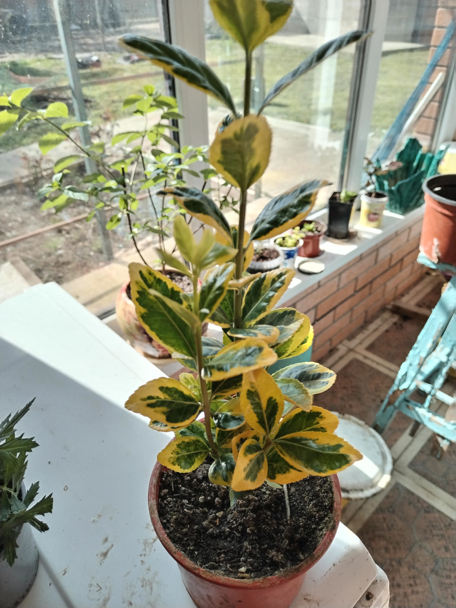 Я совершенно случайно попала на наш городской цветочный рынок. Там столько всего было, глаз от растений не оторвать. Купила бархатцы уже цветущие и бересклет японский! Сегодня уже бархатцы высадила в грунт на улицу, а бересклет перевалила в горшок больший размером в котором он и будет расти до следующего года и только потом перескажу в грунт на улицу. Сегодня в саду делала обрезку вечнозеленой юкке, пересаживала хризантемы (дубки), посадила укоренившиеся колеусы и много другой работы переделала.                                                 Тем временем пока я работала в саду,  дома тоже шла работа, но без моей помощи. Мой помощник робот пылесос пылесосил и делал влажную уборку, машинка автомат стирала, в духовном шкафу готовился обед!  Вот до чего дошли технологии!     А я помню те времена, когда  стиральная машинка была барабанного типа и совсем НЕ АВТОМАТ🤭,  отопление в доме печное - дровяное, воду нужно было принести ведрами из колодца в дом для хозяйственных нужд, натаскать в баню   воды что бы искупалась вся семья и много чего не было того что есть сейчас! Живи и радуйся!!  Так нет же.... Все равно то там, то тут слышно недовольства людей о том, как мы плохо живём!! Нормально мы живём!!! Это сугубо моё мнение и оно может отличаться от вашего😊❤️,  ВСЕМ ДОБРА!!! 