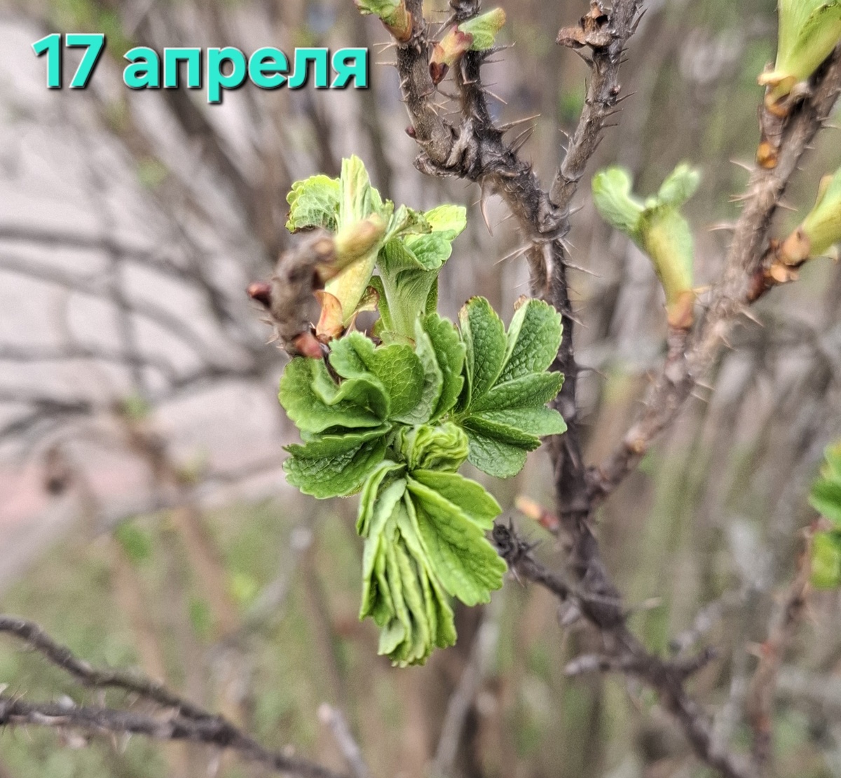 Люблю это время, когда каждый день можно наблюдать маленькие различия. Вот нижний салатовый листик приобрел более насыщенный зеленый цвет и начал распрямляться.