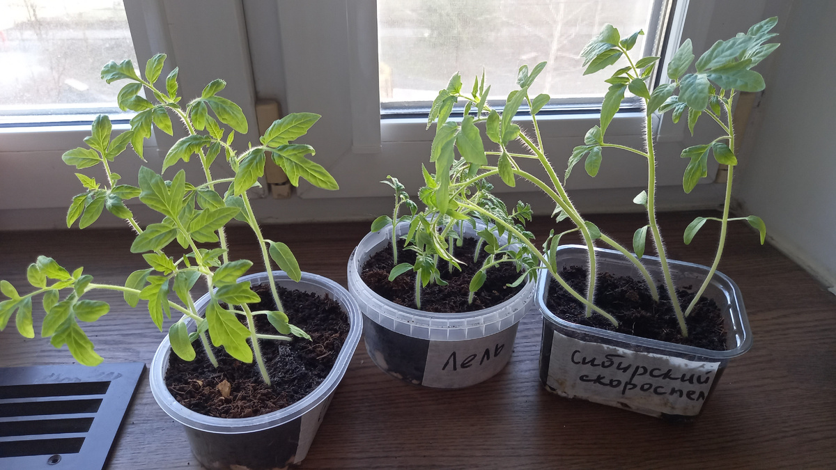 Рассада томатов "Санька", "Лель", "Сибарский скороспел" перед пересадкой, спустя 25 дней после посева