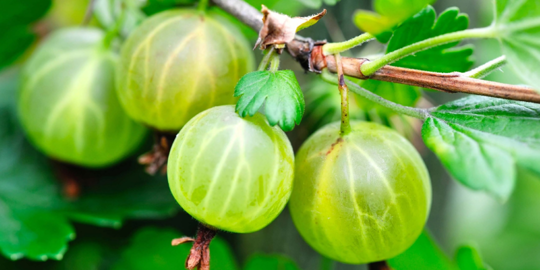 Весенняя обработка крыжовника. Советы от ЗЕЛЕНОГО ОГОРОДА!