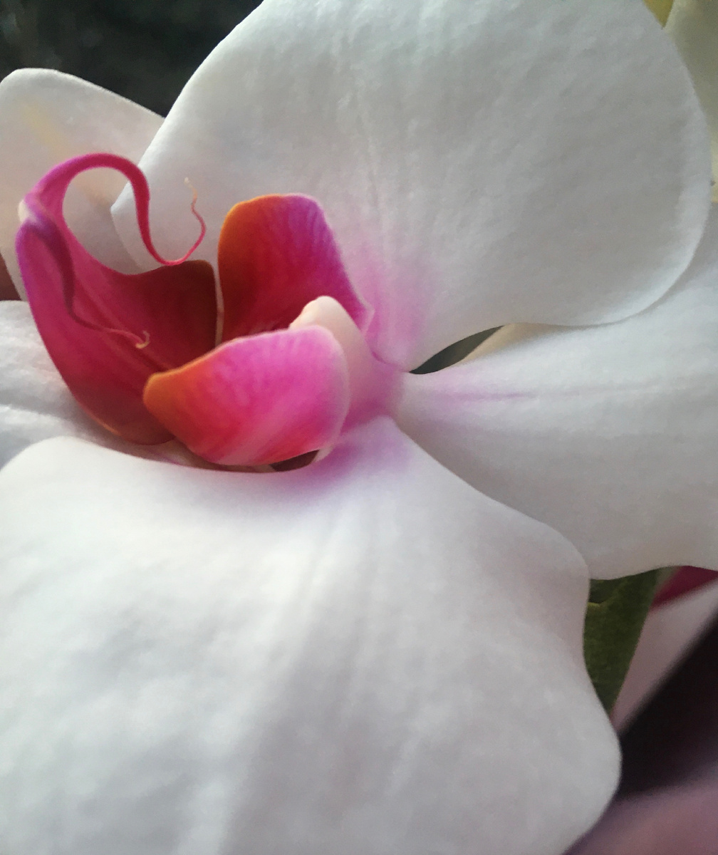 Само очарование