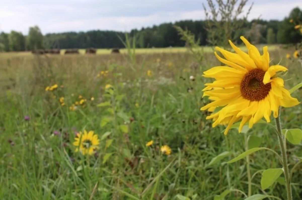    Рязанскую область ждёт аномальная жара: синоптики предупреждают о +26°С
