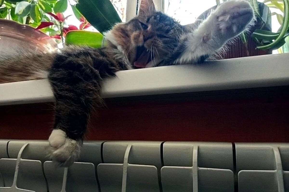    Администрация Рязани прокомментировала сроки отключения отопления