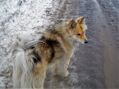 Фотографии Татьяны Немшановой.  Весна 2007. Дружок - северная лайка. Западная Сибирь, Приполярный Урал, Зауралье, ХМАО Югра.  Зимник.