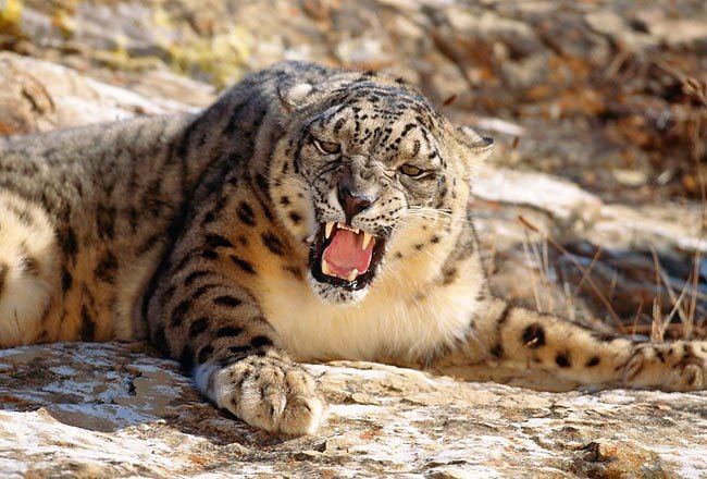 (с) Tambako the Jaguar. Как вам зубки, правда красота?