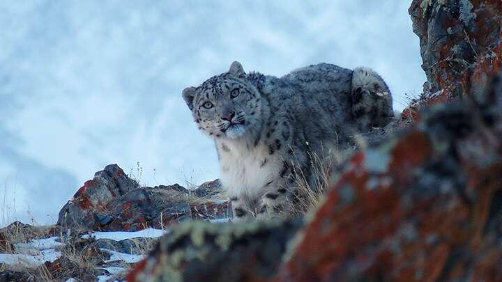 (с) Алексей Кужлеков. Это фото самки ирбиса сделал сотрудник Сайлюгемского нацпарка во время экспедиции в Республике Алтай. Самка сначала спокойно наблюдала за ученым, а потом просто скрылась за камнями. 