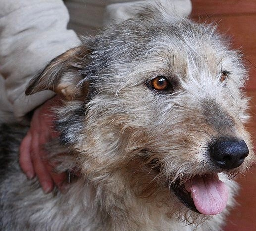 Похож на Эйлера, фото из открытых источников интернета.