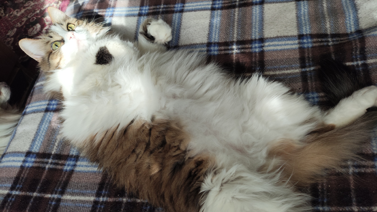 фото автора "Что смотришь? Ну да, я сладкий пирожок)))"