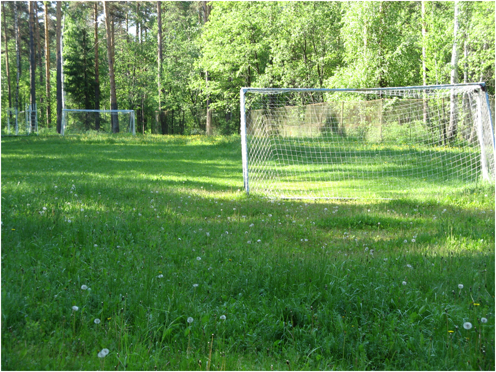 Одуванчики на футбольном поле стадиона пионерского лагеря "Звездный". Фото автора.