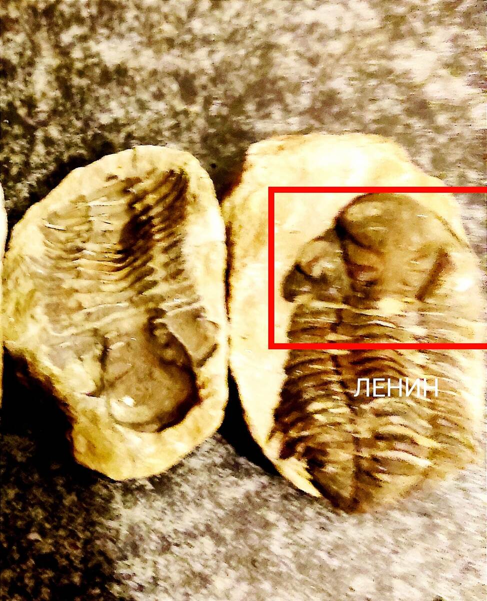 Ленин-трилобит!