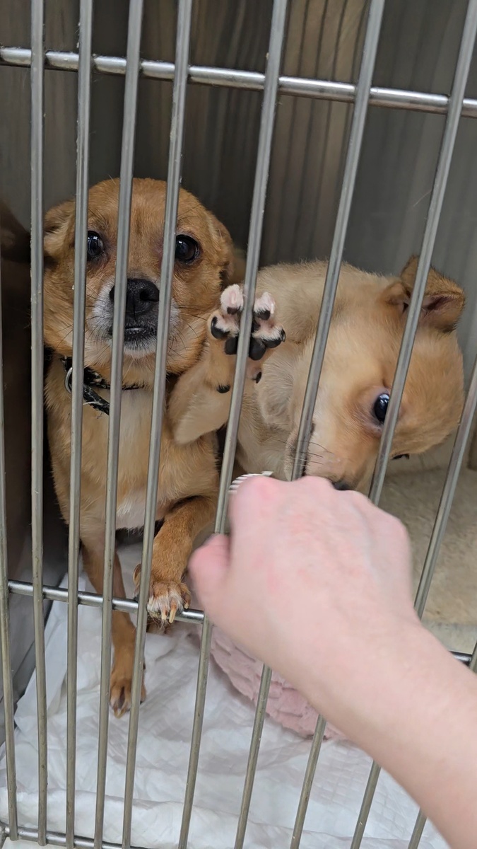 Ася со своим щеночком (малышей раздали)