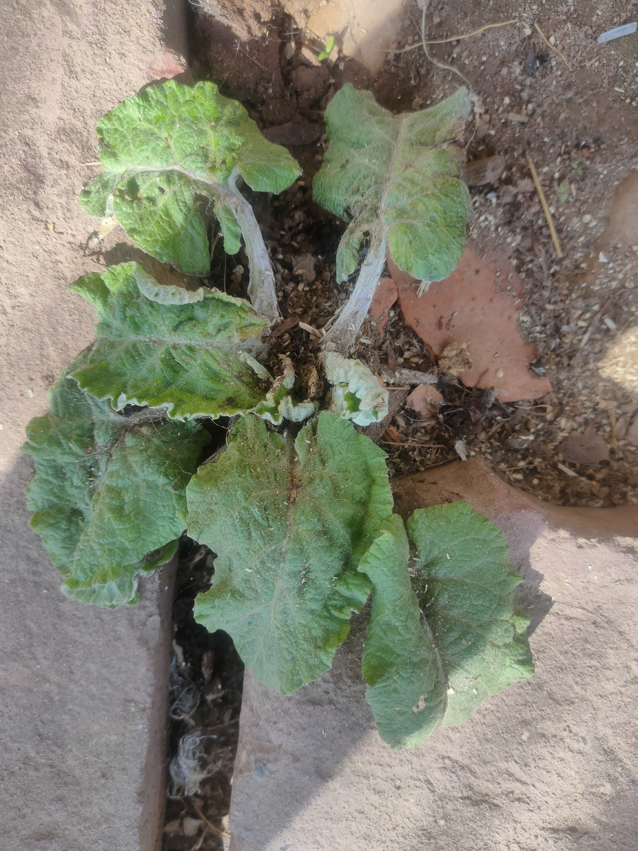 Возле крыльца вырос лопушок... Не выпалываю его... Может подрастет маленько и его съем...