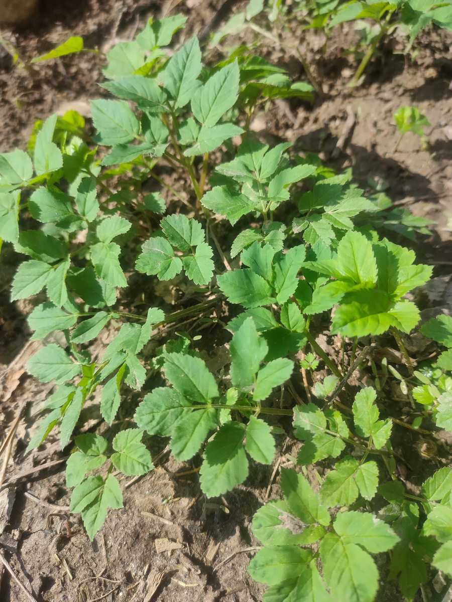 А уж сныть вовсю прет! Кому выслать? Бизнес неплохой можно сделать... Экологически чистые сорняки на продажу!