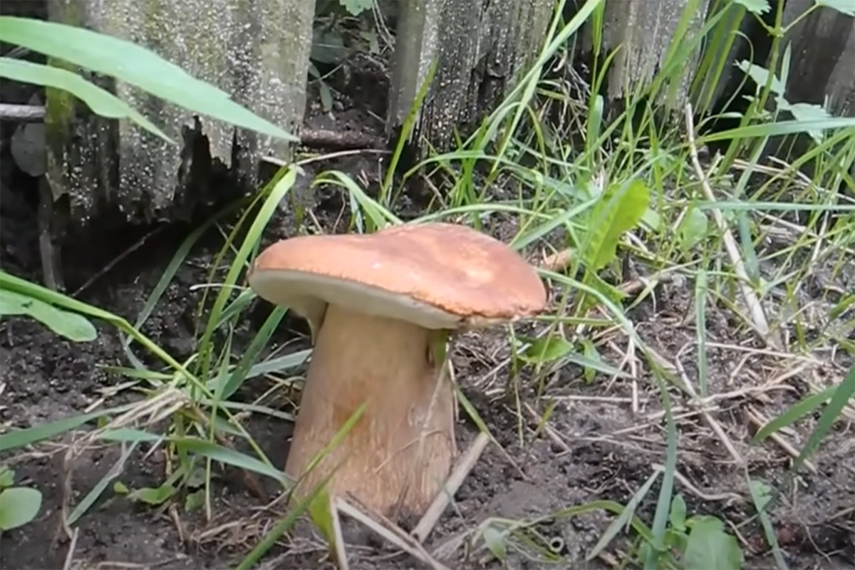 6SotokiSergyi / YouTube📷Пересадить грибницу надо так, чтобы не повредить корневую систему