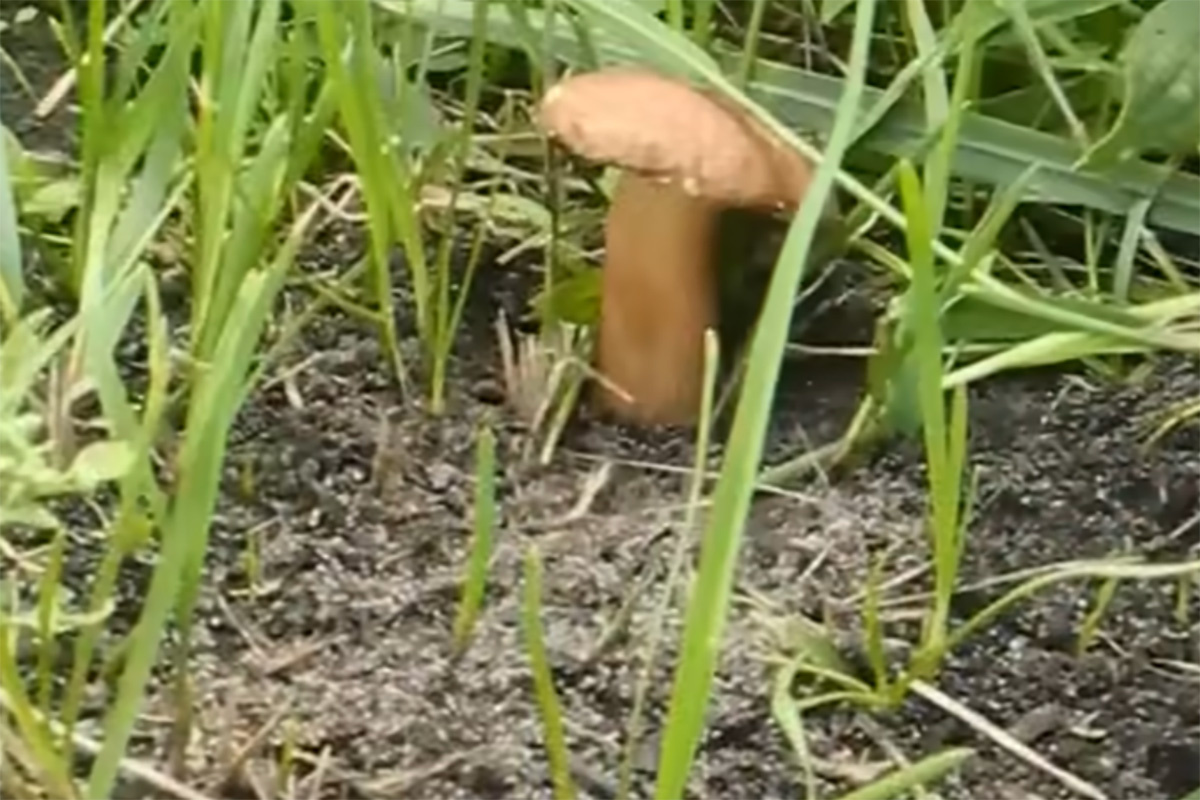 6SotokiSergyi / YouTube📷Для выращивания грибов на даче чаще всего берут мицелий белых грибов, шампиньонов, опят, вешенок, шиитаке, подберезовиков, подосиновиков