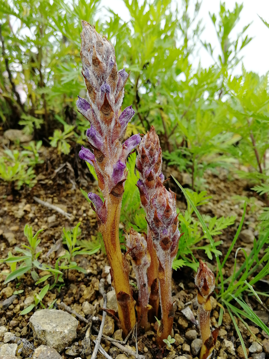 Заразиха синеватая имеет необычный вид. 