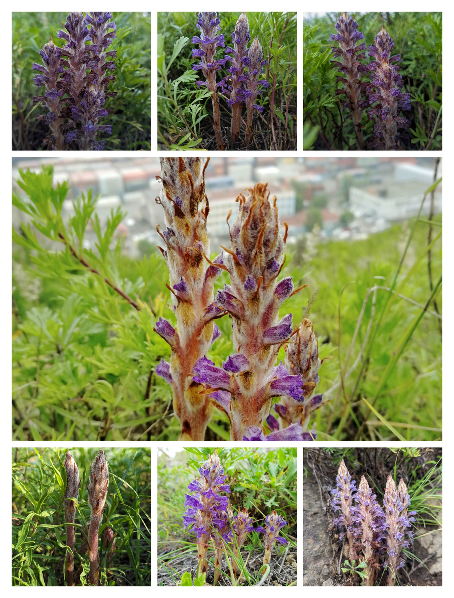 Это всё заразиха синеватая. Фото сделаны в разные годы на Крестовой сопке в июне (г. Владивосток).