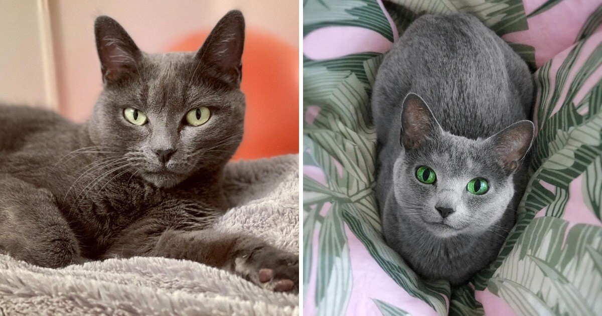 figxu6765 / tosha_and_pushkin