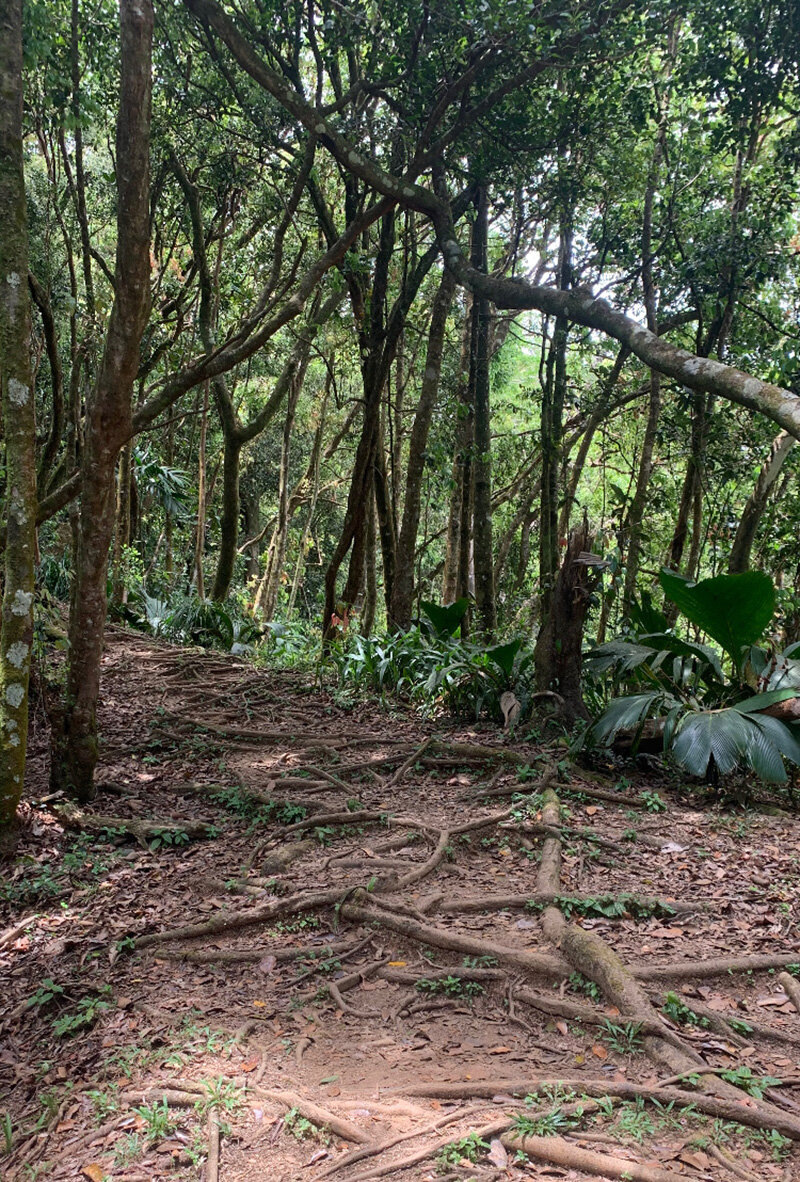 Сначала вы поднимаетесь по маршруту, наступая на корни деревьев, а потом тропа переходит в крутую лестницу из камней