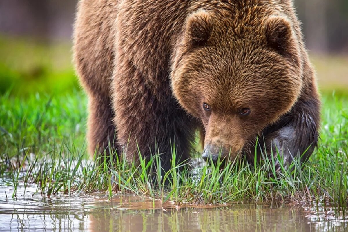    Долина гейзеров на Камчатке: