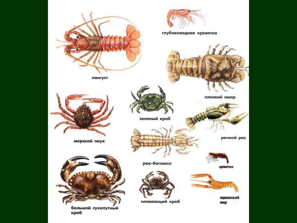 Ракообразные