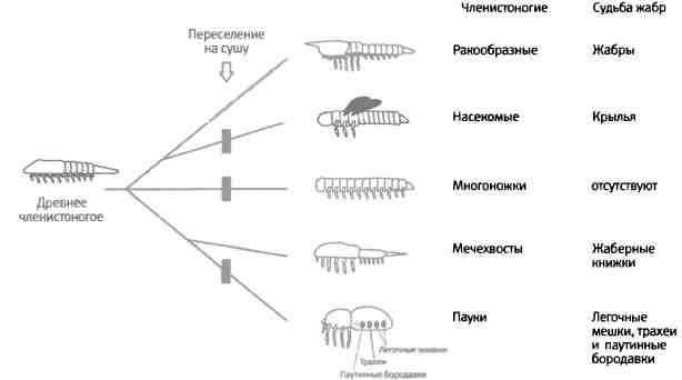 Краткая история эволюции животных. Откуда взялись Членистоногие