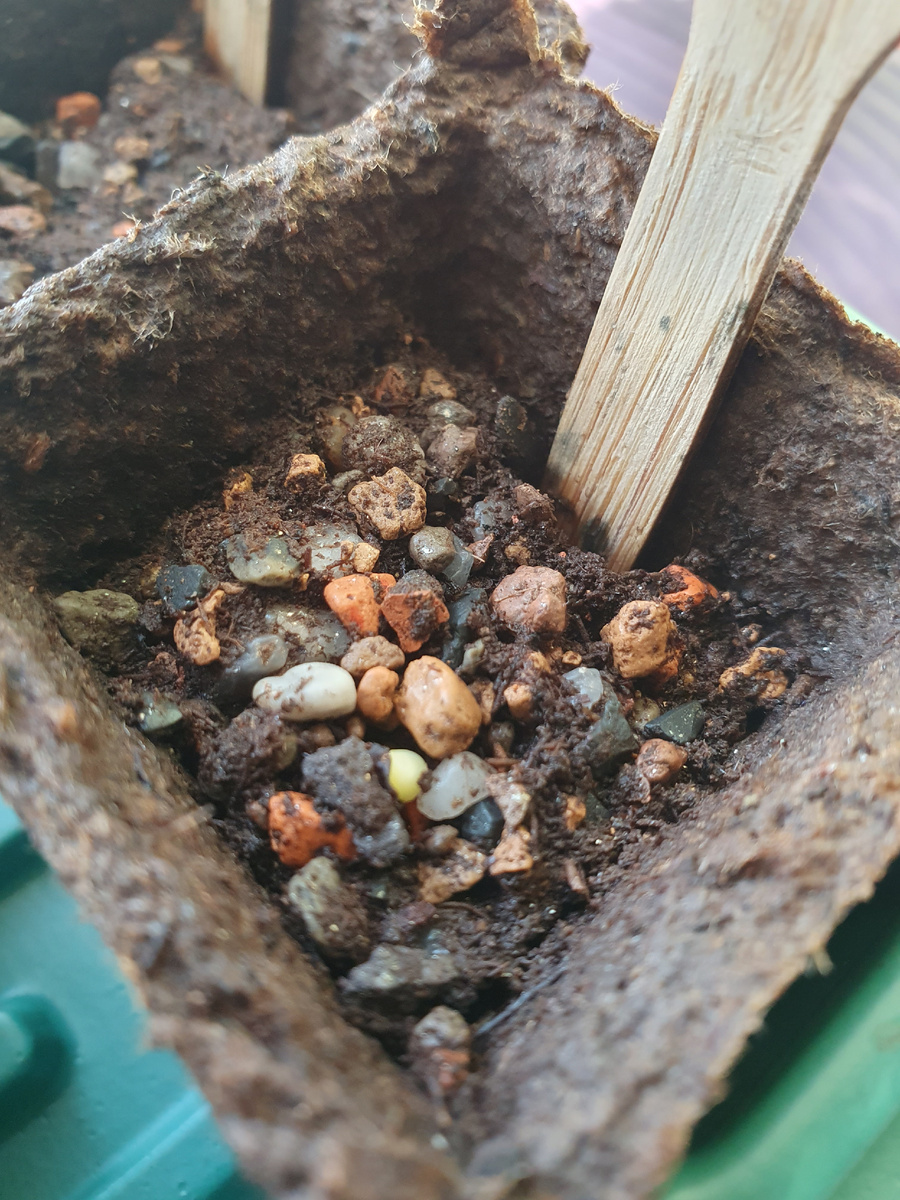 Вот он, умничка, старательно пробивается на свет!