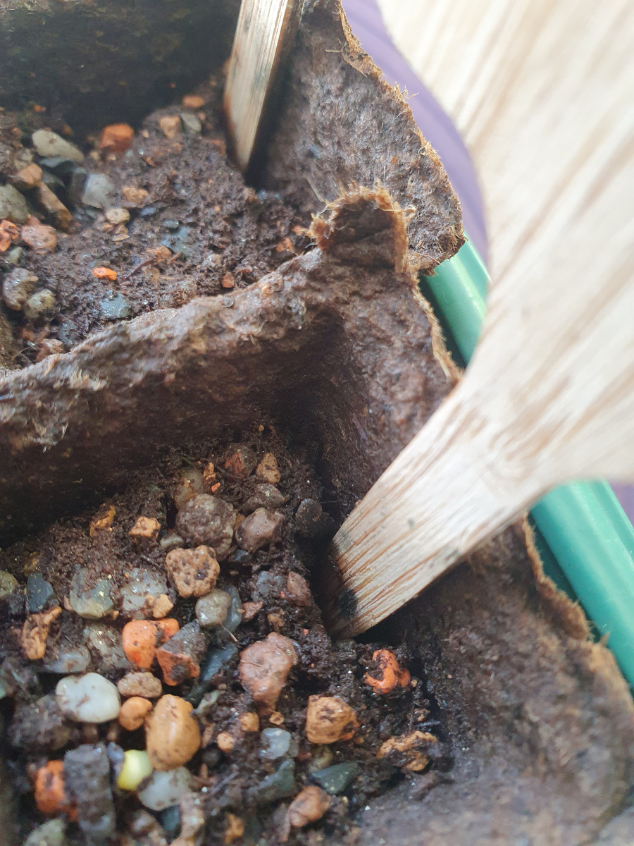 На третий день после высадки семян Псевдолитоса сорта EYLENSIS.