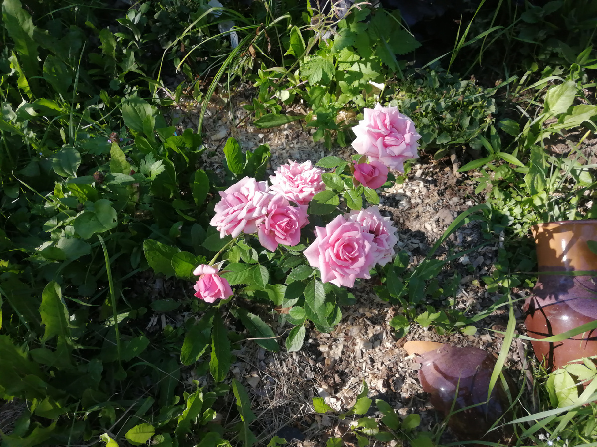 Роза Кордана в моем саду