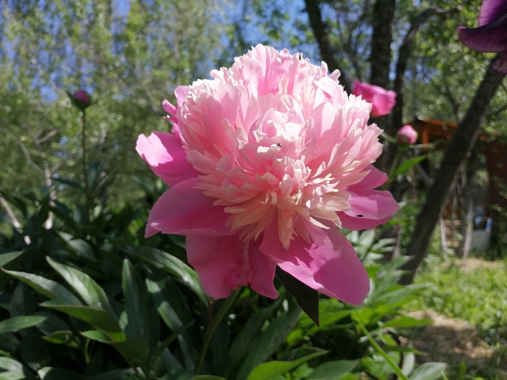 Мой пион неизвестного сорта