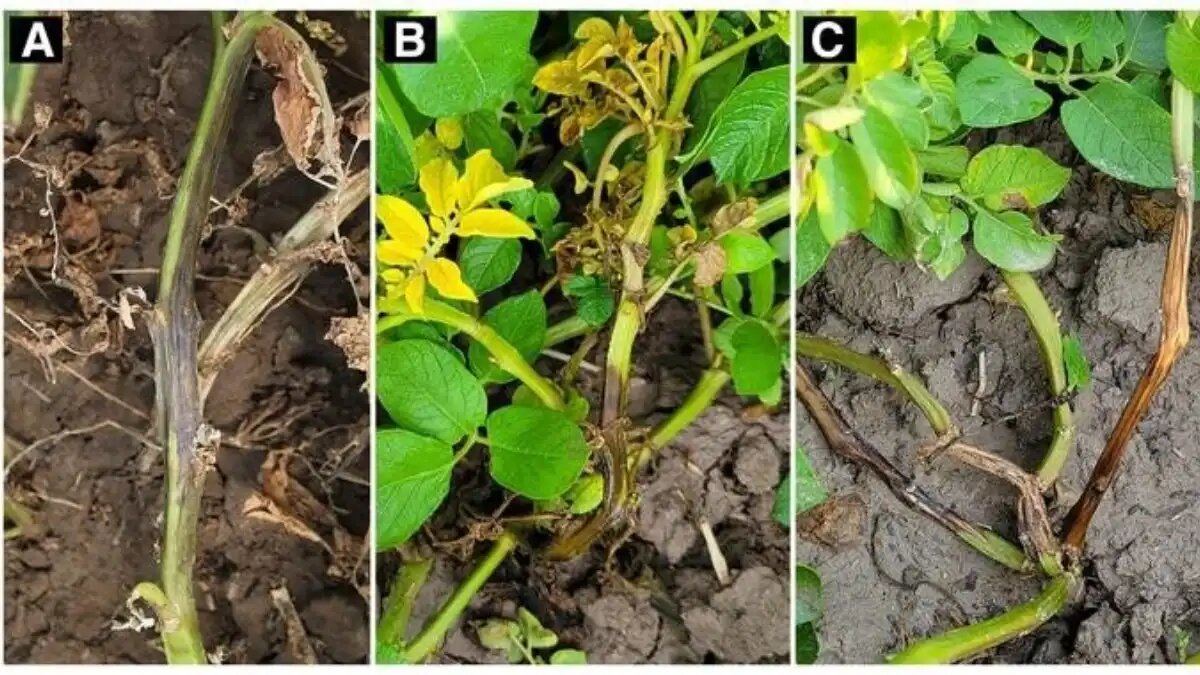 Фото: сourtesy Phillip S. Wharton—© 2025 The American Phytopathological Society
Симптомы стеблевой гнили, вызываемой Pectobacterium carotovorum