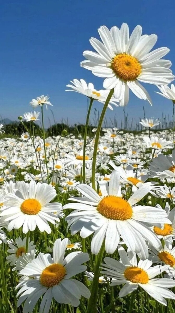 Из интернета. 