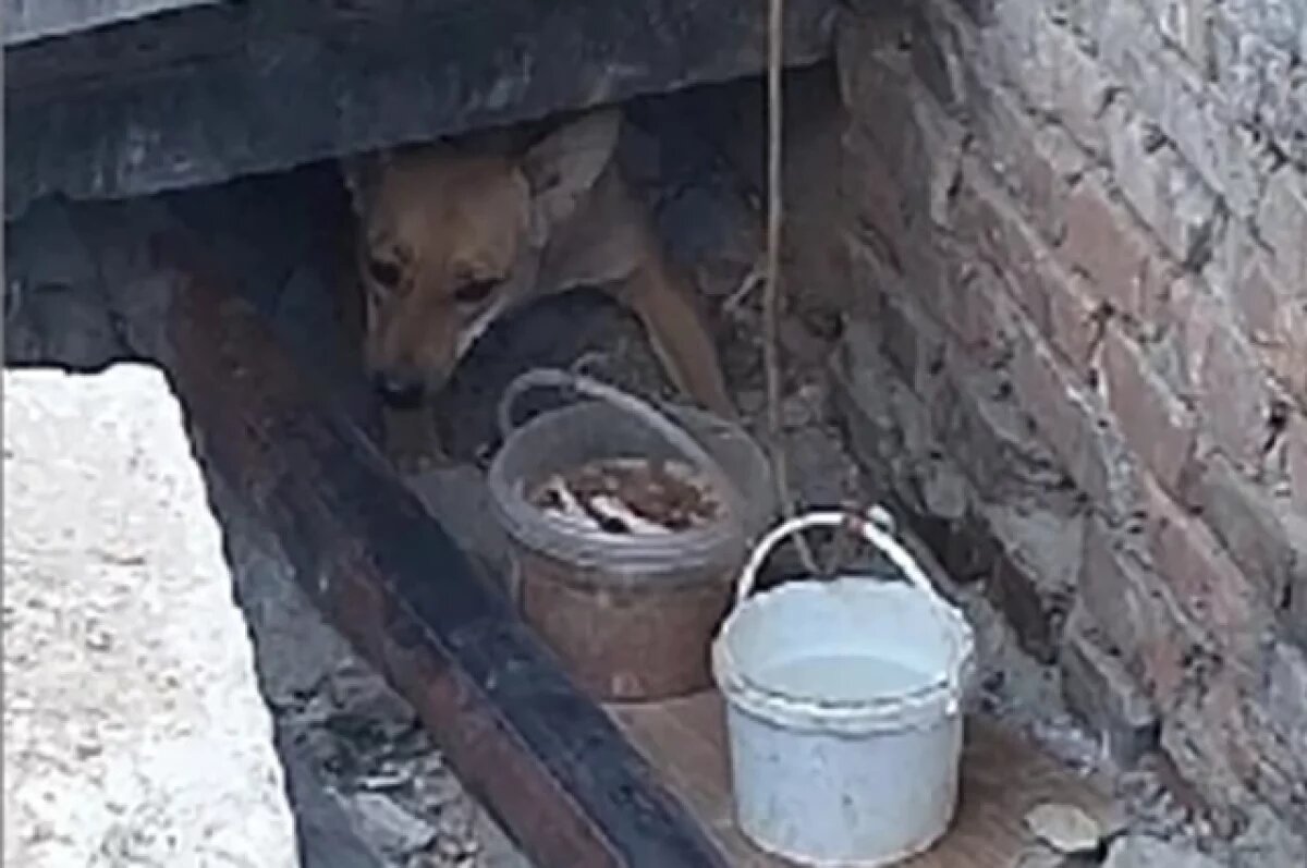    В Брянске продолжается операция «подземный узник»: спасают пса